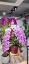 Wonderful Pink Phalaenopsis And Purple Phalaenopsis Orchids on big Pot Indoor Royalty Free Stock Photo